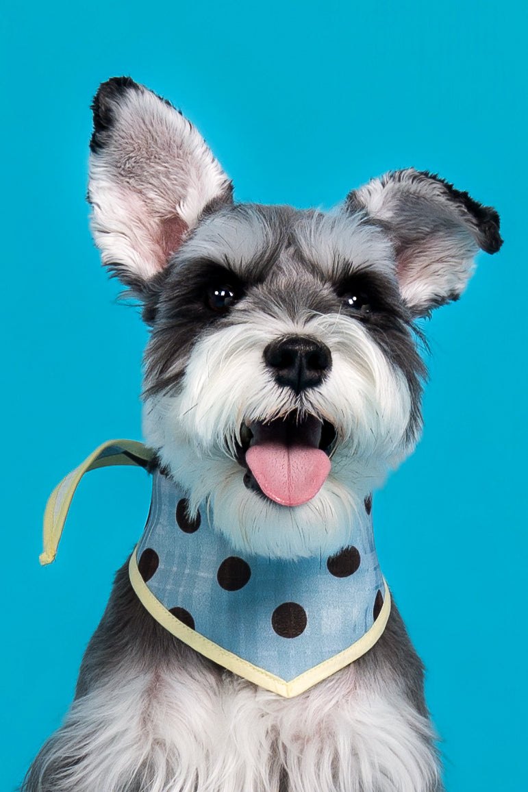 (預購)CHARLIE JOLLY POLKA DOT BANDANA (拼伴系列波點圍巾)