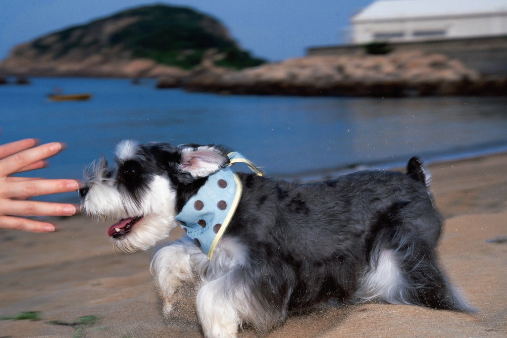 (預購)CHARLIE JOLLY POLKA DOT BANDANA (拼伴系列波點圍巾)